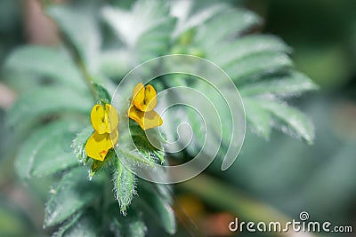 Lotus hispidus hairy birdâ€™s foot trefoil yellow flowers during springtime Stock Photo